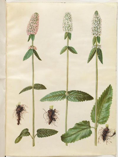Stachys officinalis (medicinsk betony) av Hans Simon Holtzbecker