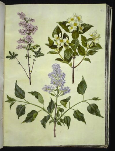 Syringa ×persica (persisk syra); Philadelphus coronarius (doftande pipved); Syringa vulgaris (vanlig syra) av Hans Simon Holtzbecker