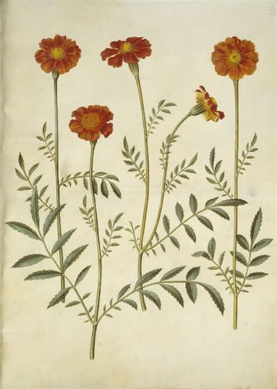 Tagetes patula (bommad sammetsblomma) av Hans Simon Holtzbecker