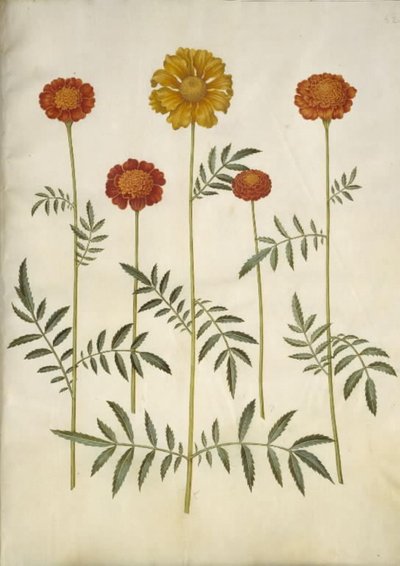 Tagetes patula (bommad sammetsblomma) av Hans Simon Holtzbecker