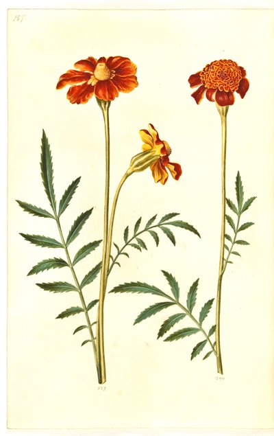 Tagetes patula (bommad sammetsblomma) av Hans Simon Holtzbecker