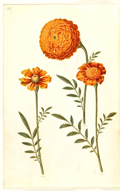 Tagetes patula (bommad sammetsblomma) av Hans Simon Holtzbecker