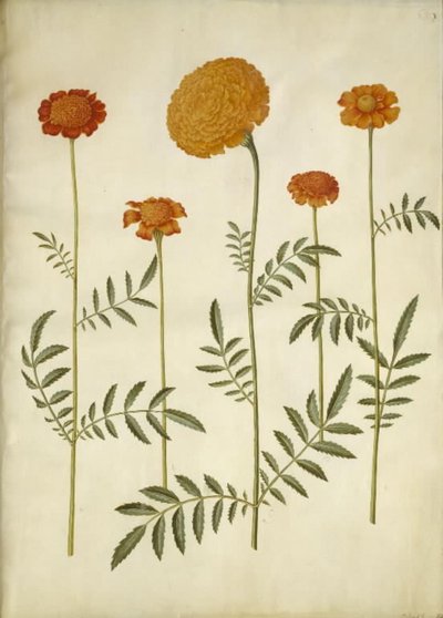 Tagetes patula (bommad sammetsblomma); Tagetes erecta (upprätt sammetsblomma) av Hans Simon Holtzbecker