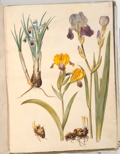 Titel: Iris persica (persisk iris); Iris variegata (brokig iris); Iris ×sambucina (hylla iris) av Hans Simon Holtzbecker