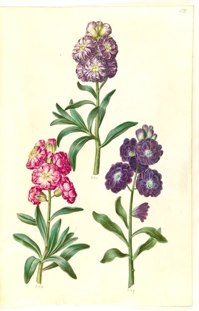 Titelsida. Blomkrans av Hans Simon Holtzbecker