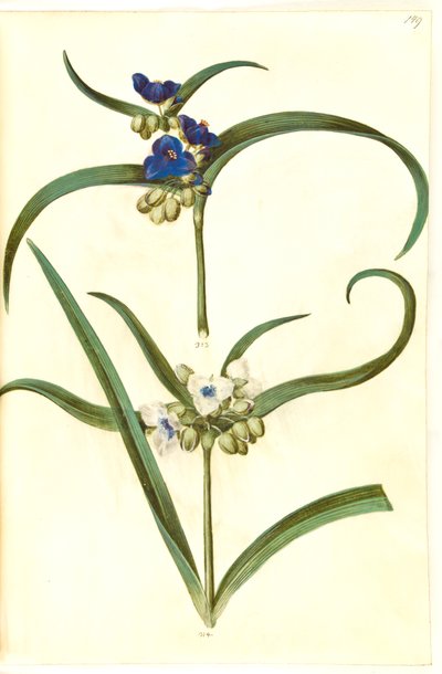 Tradescantia virginiana eller Tradescantia ohiensis (?) (blomsterjøde) av Hans Simon Holtzbecker