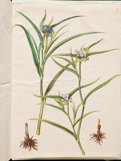 Tradescantia virginiana eller Tradescantia ohiensis (blomjude eller ohioblommajude) av Hans Simon Holtzbecker