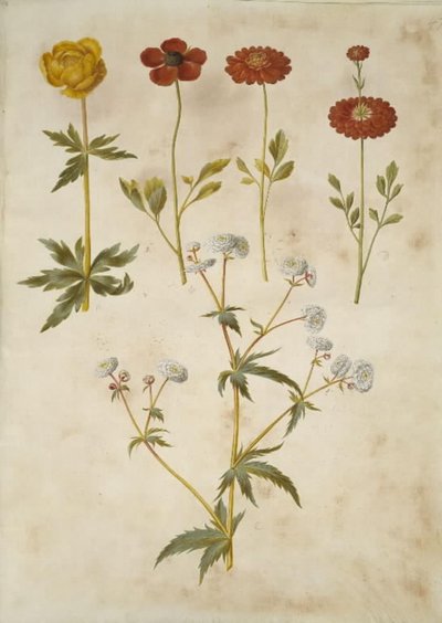 Trollius europaeus (europeiskt ängsplommon); Ranunculus asiaticus (trädgårdssmörblomma); Ranunculus aconitifolius (smörblomma i silver) av Hans Simon Holtzbecker