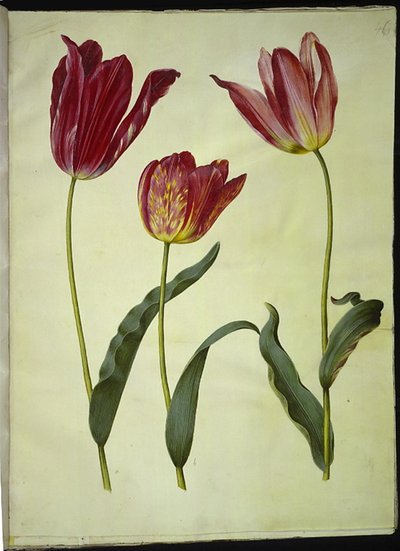 Tulipa gesneriana (har tulpan) av Hans Simon Holtzbecker