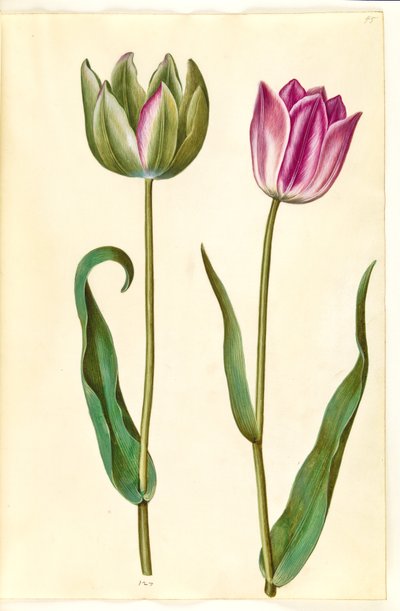 Tulipa gesneriana (har tulpan) av Hans Simon Holtzbecker