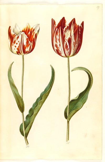Tulipa gesneriana (har tulpan) av Hans Simon Holtzbecker