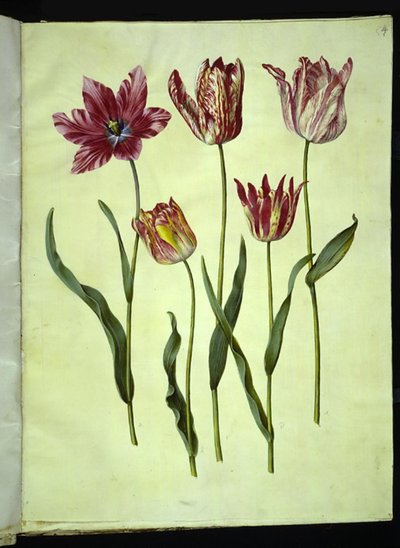 Tulipa gesneriana (har tulpan) av Hans Simon Holtzbecker