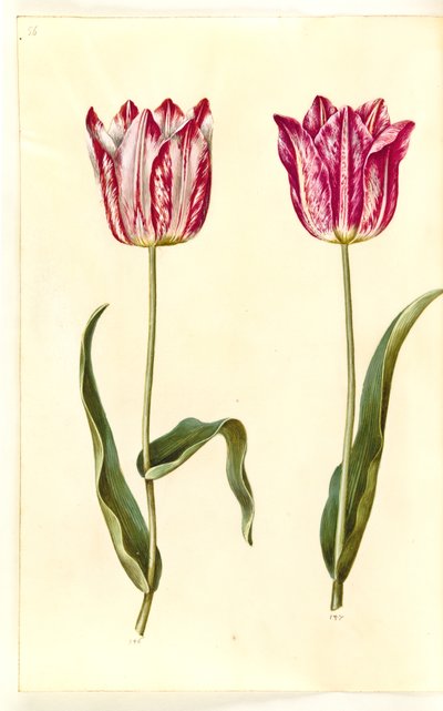Tulipa gesneriana (har tulpan) av Hans Simon Holtzbecker