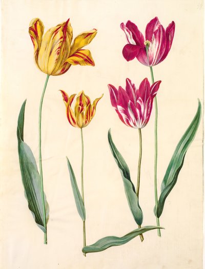 Tulipa gesneriana (har tulpan) av Hans Simon Holtzbecker