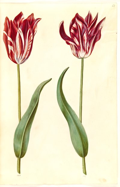 Tulipa gesneriana (har tulpan) av Hans Simon Holtzbecker