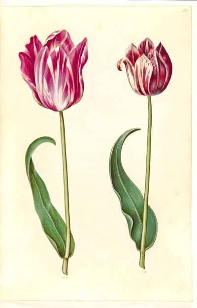 Tulipa gesneriana (har tulpan) av Hans Simon Holtzbecker