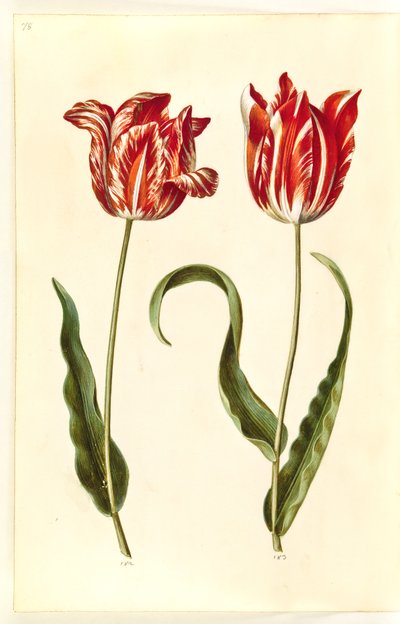 Tulipa gesneriana (har tulpan) av Hans Simon Holtzbecker