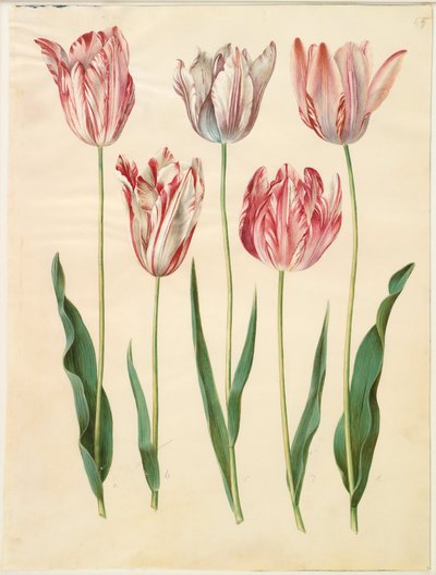 Tulpan gesneriana av Hans Simon Holtzbecker
