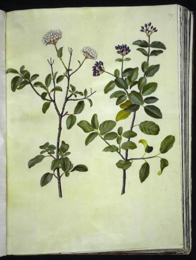 Viburnum tinus (vinter snöboll) av Hans Simon Holtzbecker