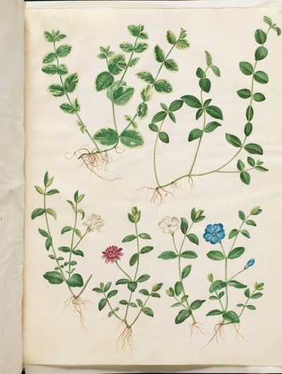 Vinca minor (liten vintergrön) av Hans Simon Holtzbecker