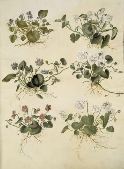 Viola odorata (marts-viol) av Hans Simon Holtzbecker