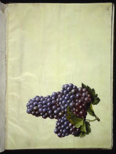 Vitis vinifera (vanligt vin) av Hans Simon Holtzbecker