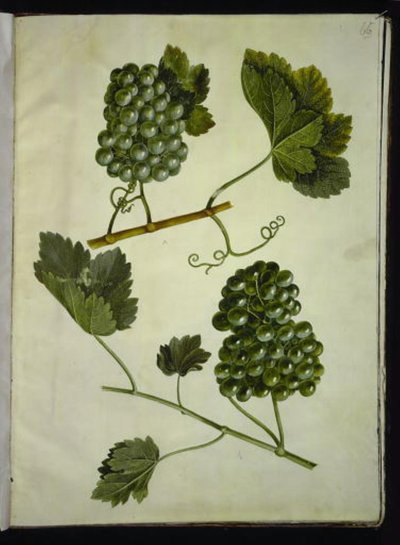 Vitis vinifera (vanligt vin) av Hans Simon Holtzbecker