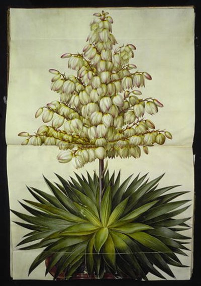 Yucca gloriosa (prakt palmlilja) av Hans Simon Holtzbecker