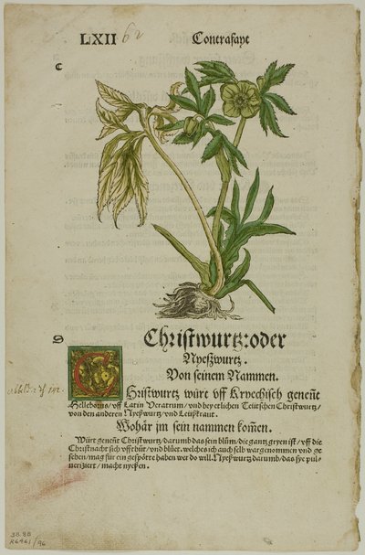 Christwurz (Hellebore) från Herbarium (Kräuterbuch), tallrik 96 från Woodcuts from Books of the XVI Century av Hans Weiditz, II
