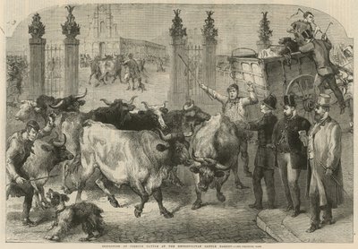 Inspektion av utländsk boskap på Metropolitan Cattle Market (gravyr) av Harden Sidney (after) Melville