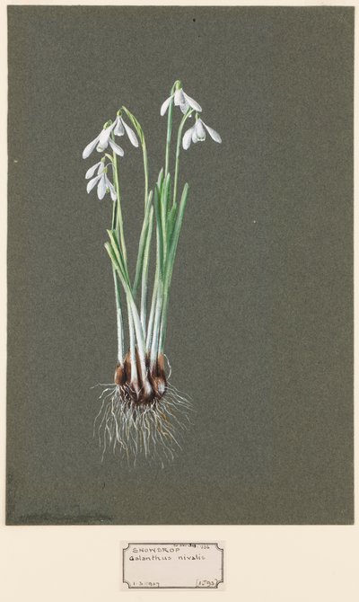 Galanthus nivalis L. Snowdrop, c1903-1915. av Harold Drinkwater