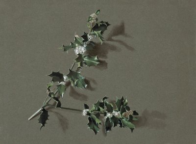 Ilex aquifolium L. Järnek, c1870-1920. av Harold Drinkwater