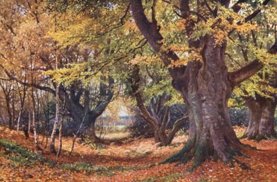 Bokar på hösten, nära Godalming (färglitografi) av Harold Sutton Palmer