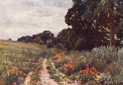 Vallmo (färglitografi) av Harold Sutton Palmer