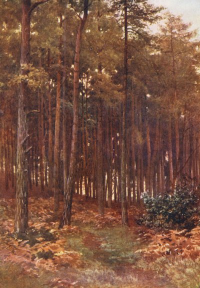 Djupet av en granskog, Ripley (färglitografi) av Harold Sutton Palmer