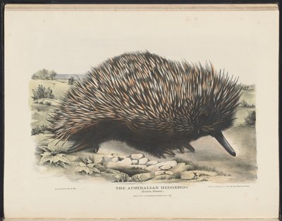 Australiens däggdjur (Krefft) Nla.obj-33627803-15 The Australian Hedgehog av Harriet Morgan