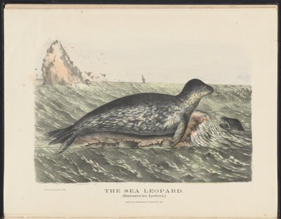 Australiens däggdjur (Krefft) Nla.obj-33627803-5 Havsleoparden av Harriet Morgan