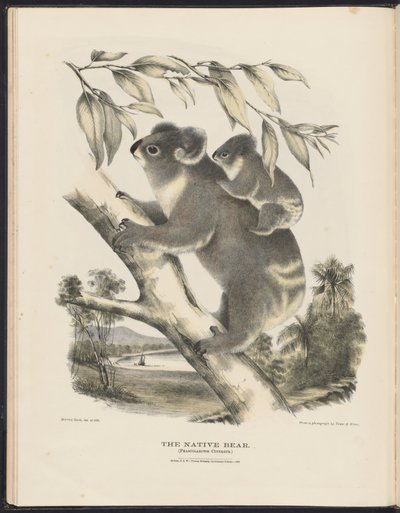 Däggdjur i Australien (Krefft) Nla.obj-33627803-7 Den infödda björnen av Harriet Morgan