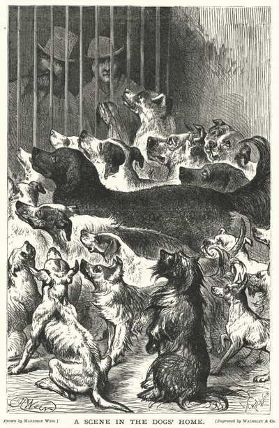 En scen i hundhemmet av Harrison William Weir