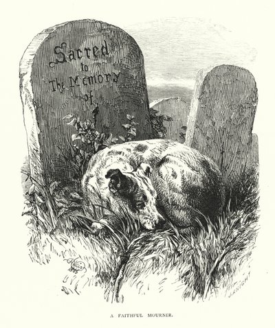 En trogen sörjande (gravyr) av Harrison William Weir