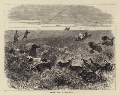 Bland prärihönsen av Harrison William Weir