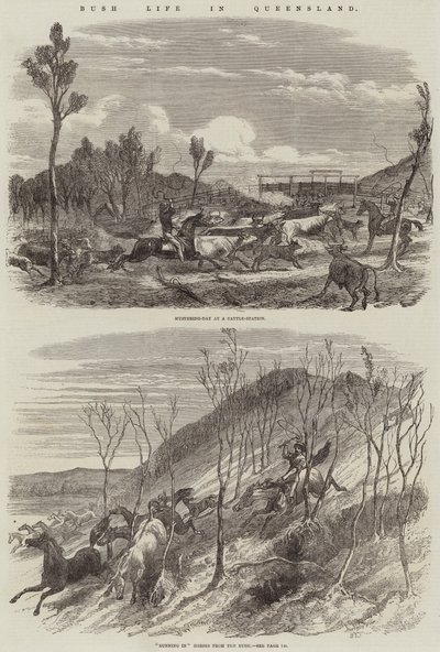 Bush-liv i Queensland av Harrison William Weir