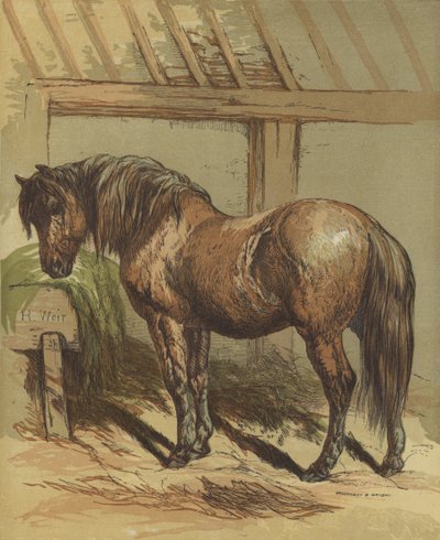 Charlie, hästen av Harrison William Weir
