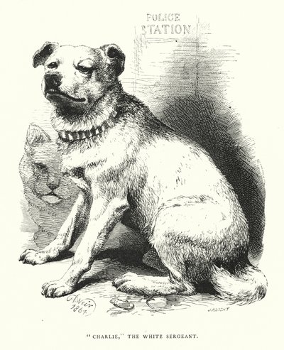 "Charlie," den vita sergeanten (gravyr) av Harrison William Weir