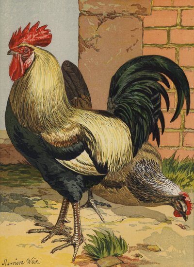 Färgade Dorkings (chromolitho) av Harrison William Weir