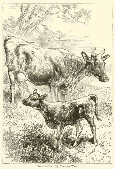 Ko och kalv av Harrison William Weir