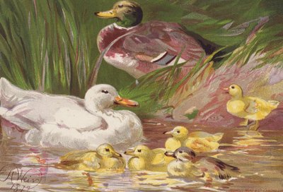 Ankor och ankungar (färglitografi) av Harrison William Weir