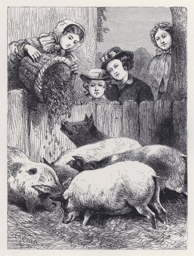 Mata grisarna (gravyr) av Harrison William Weir