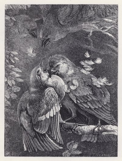 Slåss mellan en bofink och en sparv (gravyr) av Harrison William Weir
