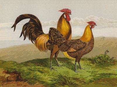 Hamburgare med guldpennader (chromolitho) av Harrison William Weir